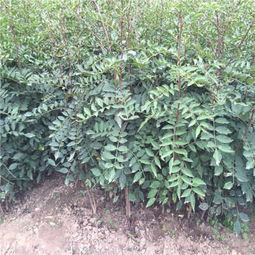 贵州省种植花椒苗 大红袍花椒苗图片和价格