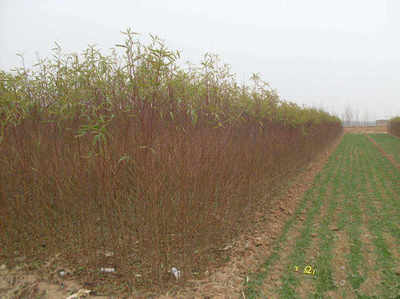 占地毛桃树供应商 苗木