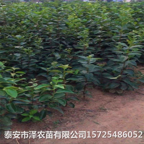 梨树苗价格 梨树苗种植技术