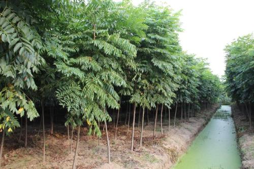 1年生栾树小苗价格 栾树 锦茂苗木