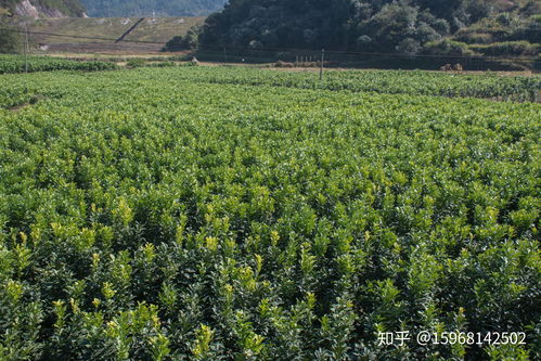 江西马家柚苗基地