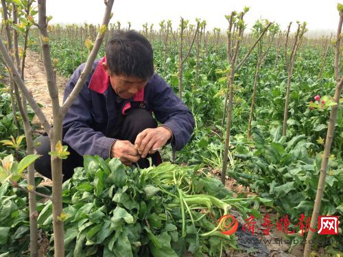 菠菜意外 大丰收 20亩菠菜邀大家免费随便挖