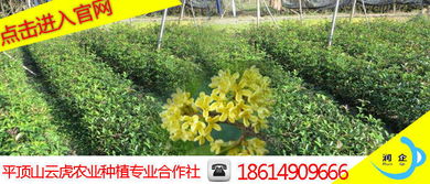山西桂花苗木栽培 云虎农业 易种植存活率高