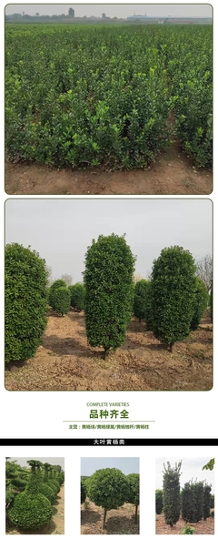 供应大叶黄杨绿篱 大叶黄杨绿篱价格基地 小区绿化道路色块 大叶黄杨绿篱植物