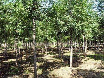 郯城县浩轩种植农民专业合作社