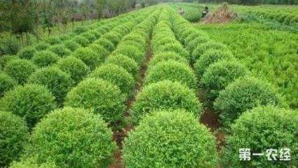 苗木种植成为推动乡村振兴的绿色产业“聚宝盆”