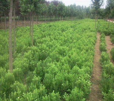 苗木供销网-健康农产品招商加盟