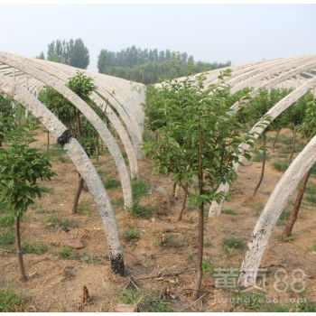 【矮化秋姬李子树苗,秋姬李子树苗适合进行盆栽栽培的品种】-