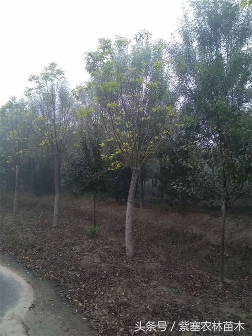紫塞 三农苗木 山东惠民县志强苗木种植告诉您栽树的技巧