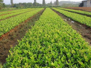 湖南金森女贞价格 最新苗木价格 2012年绿化苗木价格 苗木价格