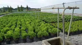 一家拥有110年历史的苗圃公司是如何种苗木的