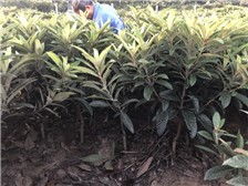 吴中区东山石井湾苗木场产品展示