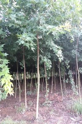 金旺苗木基地供应产品:元宝枫苗木,元宝枫种子,五角枫,垂柳等