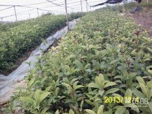 咸宁万桂桂花苗木种植专业合作社