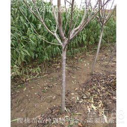 【拉宾斯樱桃苗种植技术诺诚苗木中心重庆綦江】- 