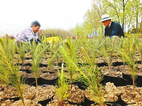 苗 绘乡村振兴新图景