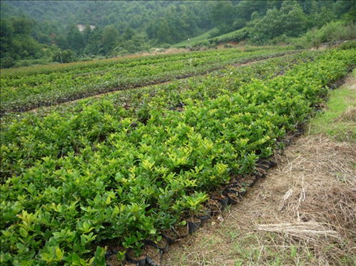 道路绿化苗木 芳青花卉苗 道路绿化苗木品种