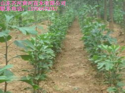 山东园林苗木 山东黄河苗木种植各种园林苗木 山东园林苗木价格