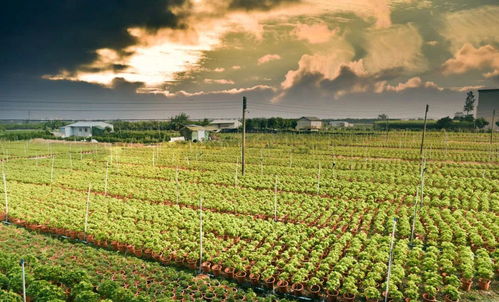 苗木市场发展将逐渐趋于理性和平稳,苗圃经营者应有新思维