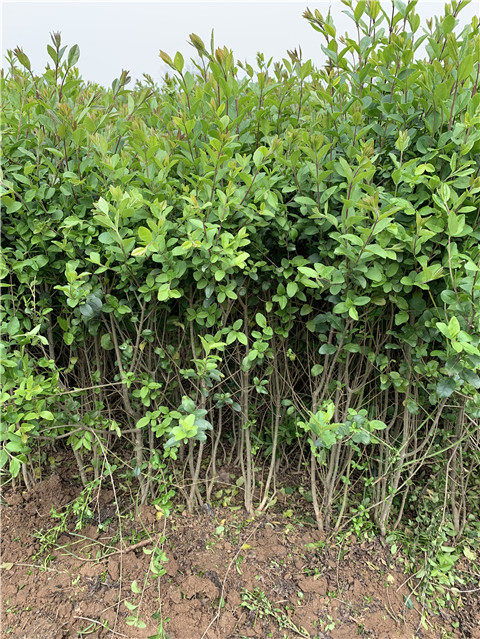 潢川小叶女贞 河南殷都小叶女贞苗木繁育