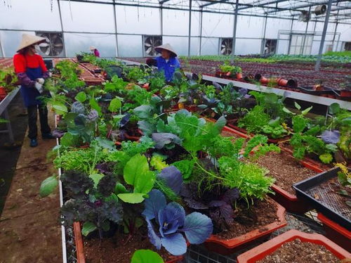 苗木人种 菜 了 这个苗圃的 菜 种得不一般