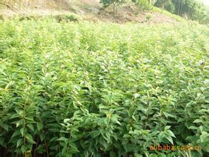 山东日本樱花苗,山东日本樱花苗基地,黄河苗木种植各种樱花苗木