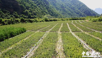 滩歌扶贫工作站脱贫攻坚工作记