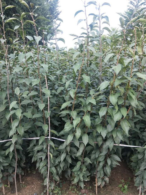 秋月梨一亩地用多少苗,秋月梨树苗亩栽植