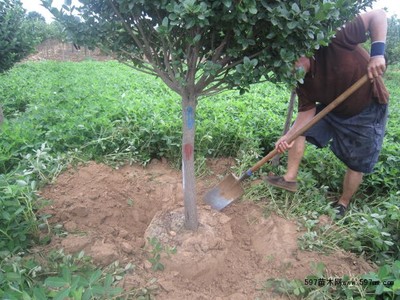 定州 独杆卫矛球图片|苗木|苗木图库|597苗木网