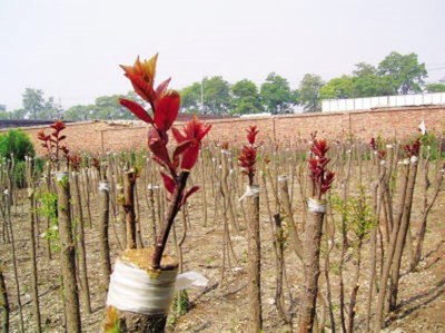 嫁接:苗木的影分身之术