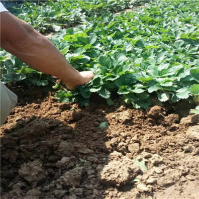 新闻 昆明草莓苗品种 适合种植的草莓苗品种