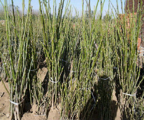 辽核7号核桃树苗 辽核7号核桃树苗种的怎么样