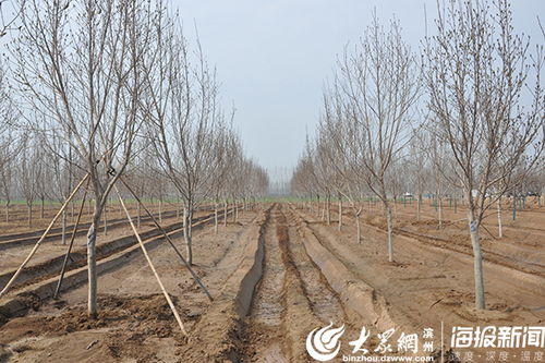 孙镇抢抓苗木种植黄金期 战 疫 绿化两不误