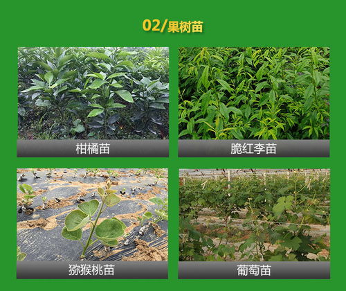 道路树苗绿化苗价格 树苗绿化苗价格 四川政道农业 查看