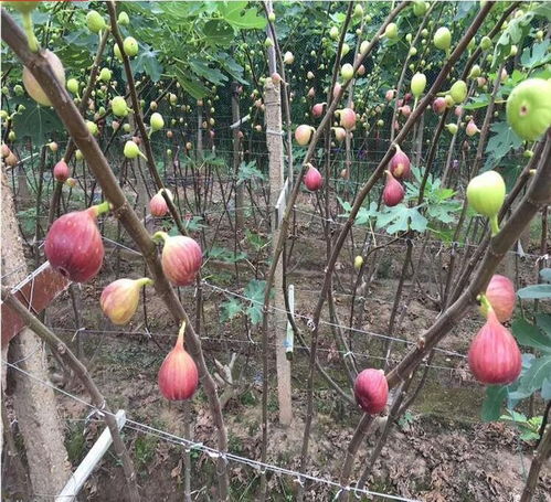 洮南无花果树苗种植技术产地货源 煜烁苗木