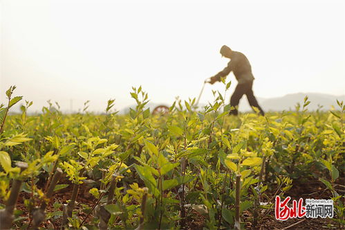河北遵化 苗木基地管护忙