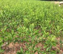 广安优质沃柑苗批发优质商家置顶推荐产品