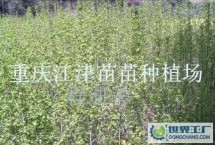 大量1银杏苗 银杏树苗木 重庆银杏基地_农副产品_世界工厂网中国产品信息库