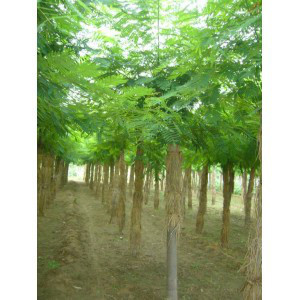 农林牧副渔-产品列表-慧聪网商