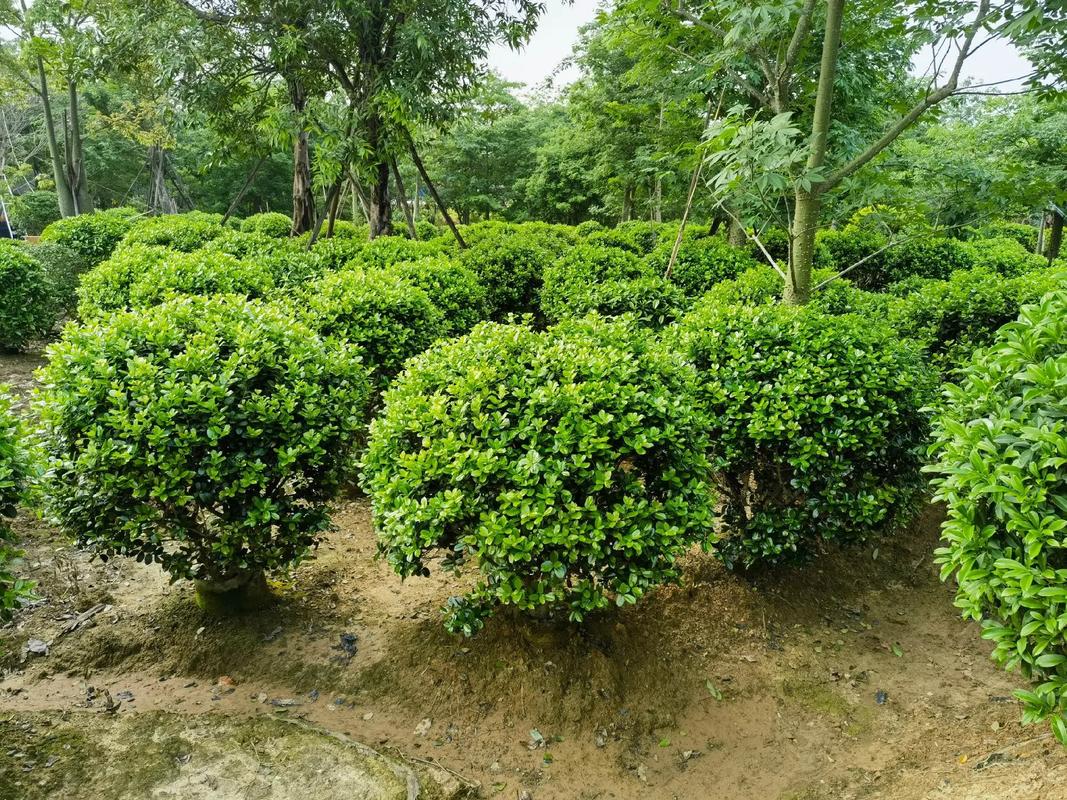 小叶榄仁,灌木.#园林绿化工程苗木人 #苗木种植基地 #全网