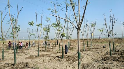 王集建成区绿化工程,进场5天的工程进度,