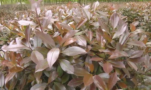 我为农产品代言丨上蔡70亩红叶石楠滞销 难 住花木种植大户