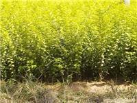 找兖州市春之源苗木种植专业合作社的全国推广法桐价格优惠价格、图片、详情,上一比多_一比多产品库