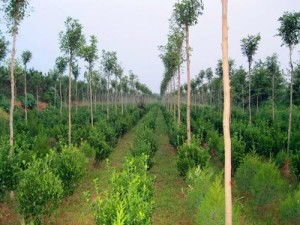 高山园林苗木种植基地