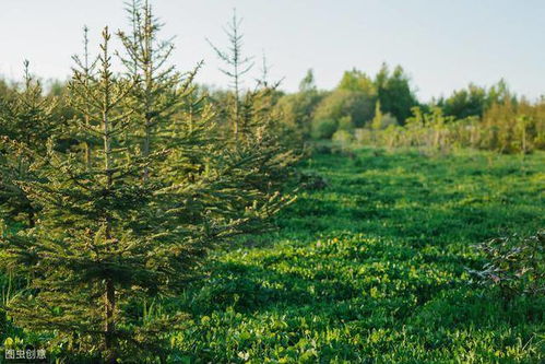 林业苗木栽培管理技术,及移植造林技巧,满足绿化需求