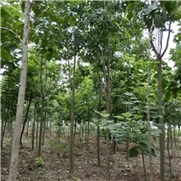 泡桐,桐树,绿化苗木,乔木,花灌木,灌木