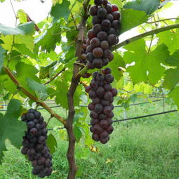 青海海西耐储存葡萄苗种苗批发零售价格 新闻z