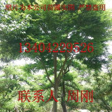 苏州市光福镇香雪海梅花桂花苗圃苗木基地 供应产品