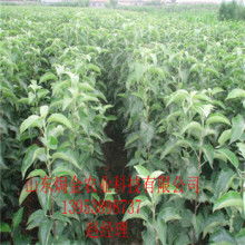 郯城润和苗木种植合作社