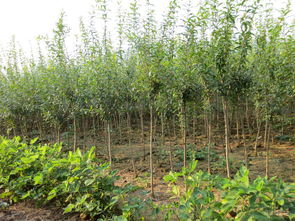 【黑籽石榴苗贵州哪里有卖的】- 